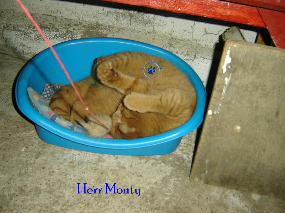 Soja/Katzen/Herr Monty/Herr Monty08mN.jpg